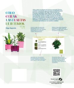 CÓMO CUIDAR PLANTAS DE INTERIOR
